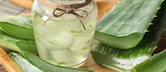 Aloe Vera