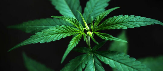 CBD