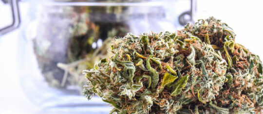 fleurs de CBD